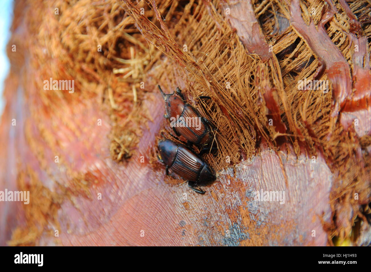 Picudo Rojo - Rhynchophorus Ferrugineus - Palmrüssler Stockfoto