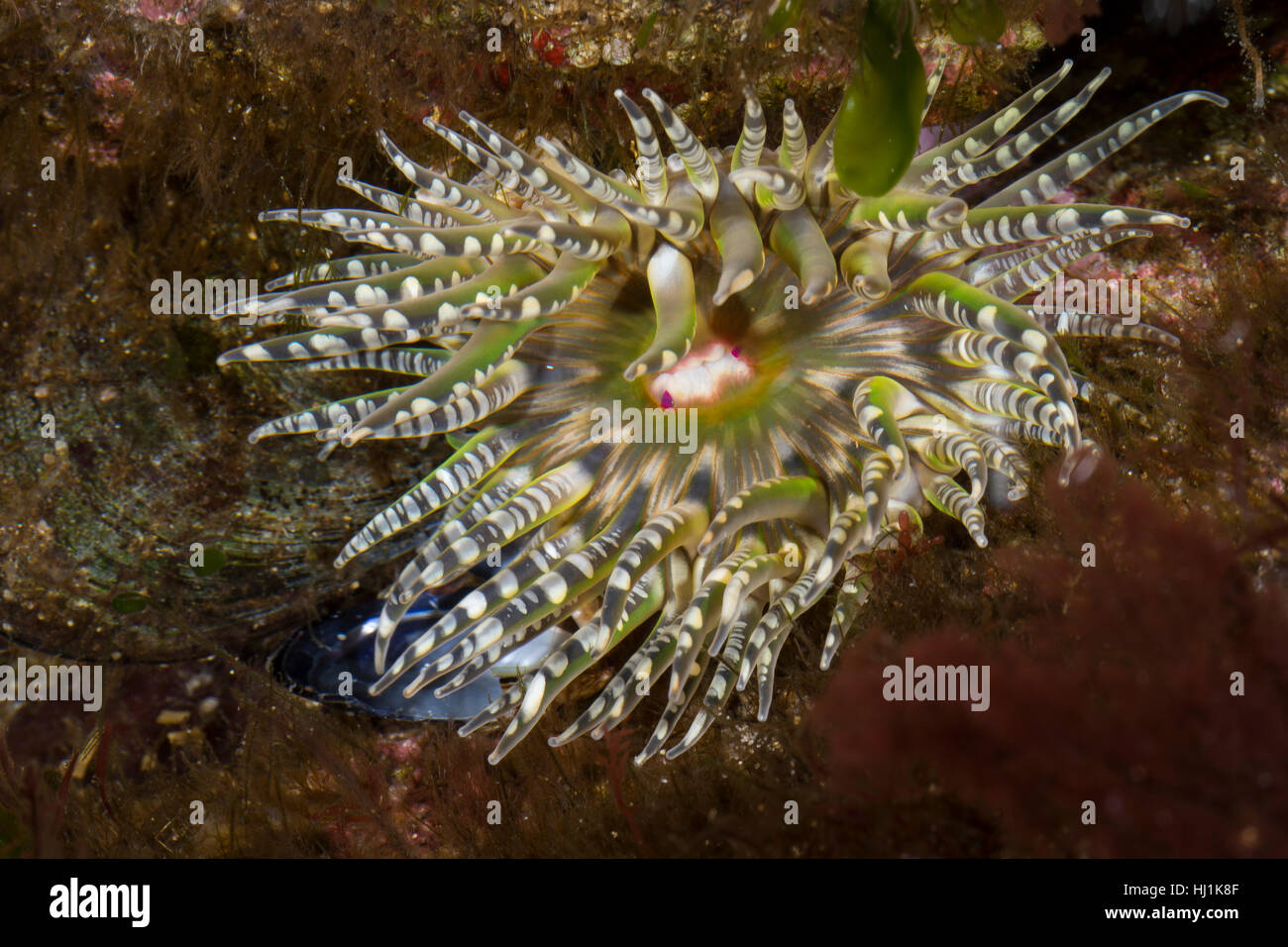 Edelsteinrose Stockfotos und -bilder Kaufen - Alamy