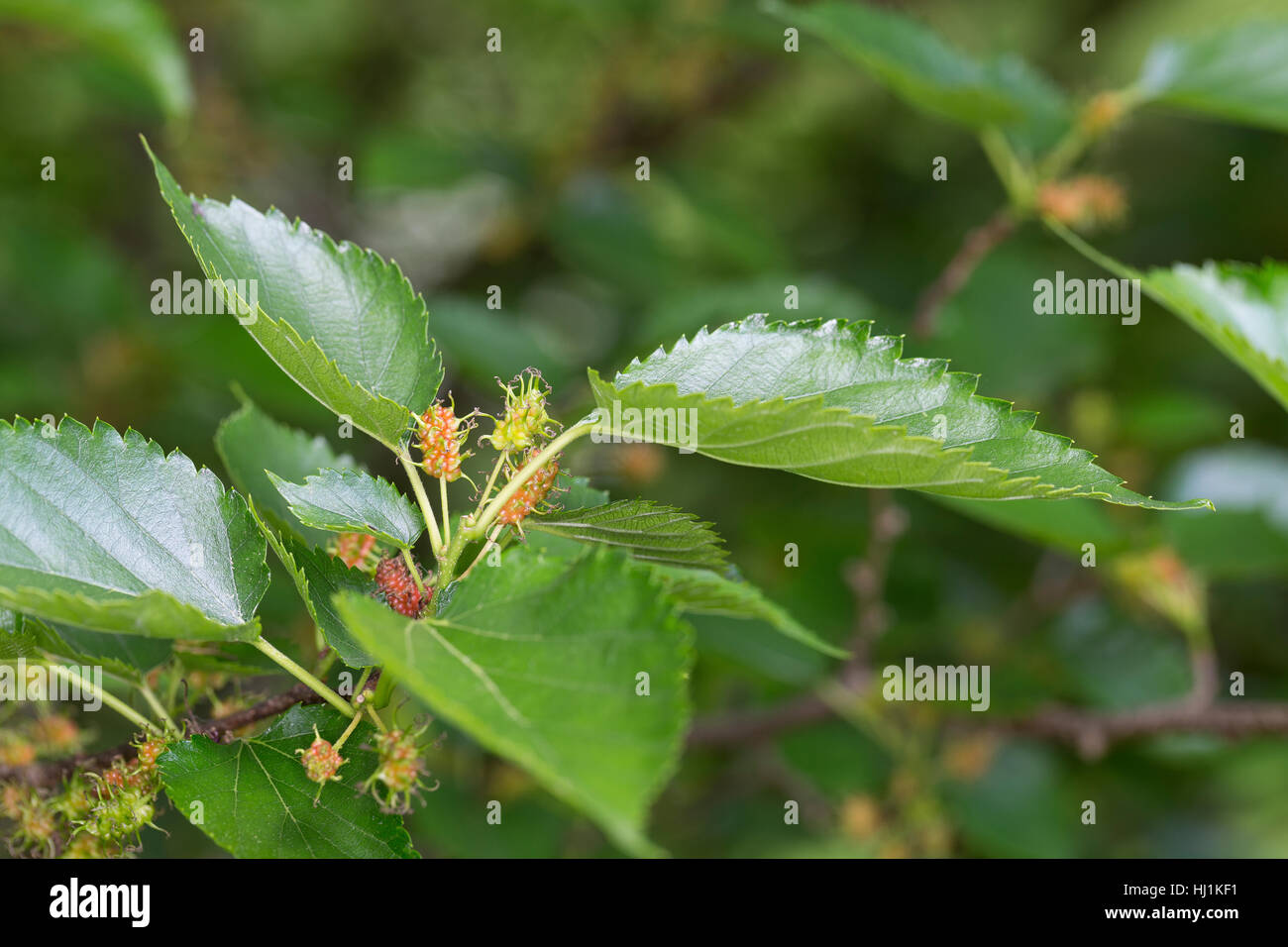 Schwarzer Maulbeerbaum, Unreife Früchte, Schwarze Maulbeere, Maulbeeren, Morus Nigra, schwarze Maulbeere, gemeinsame Mulberry Stockfoto