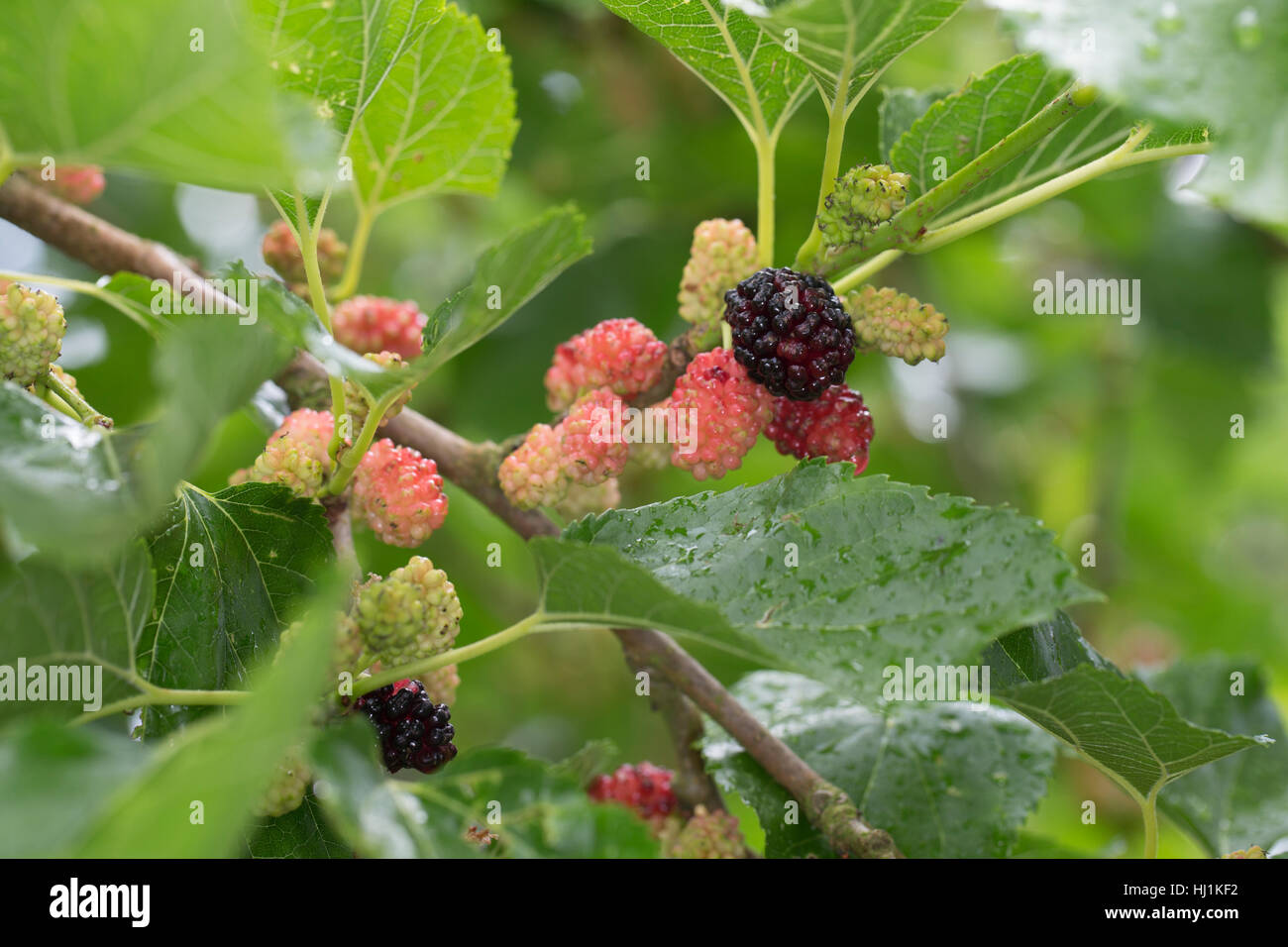Murier noir Fotos und Bildmaterial in hoher Auflösung Alamy