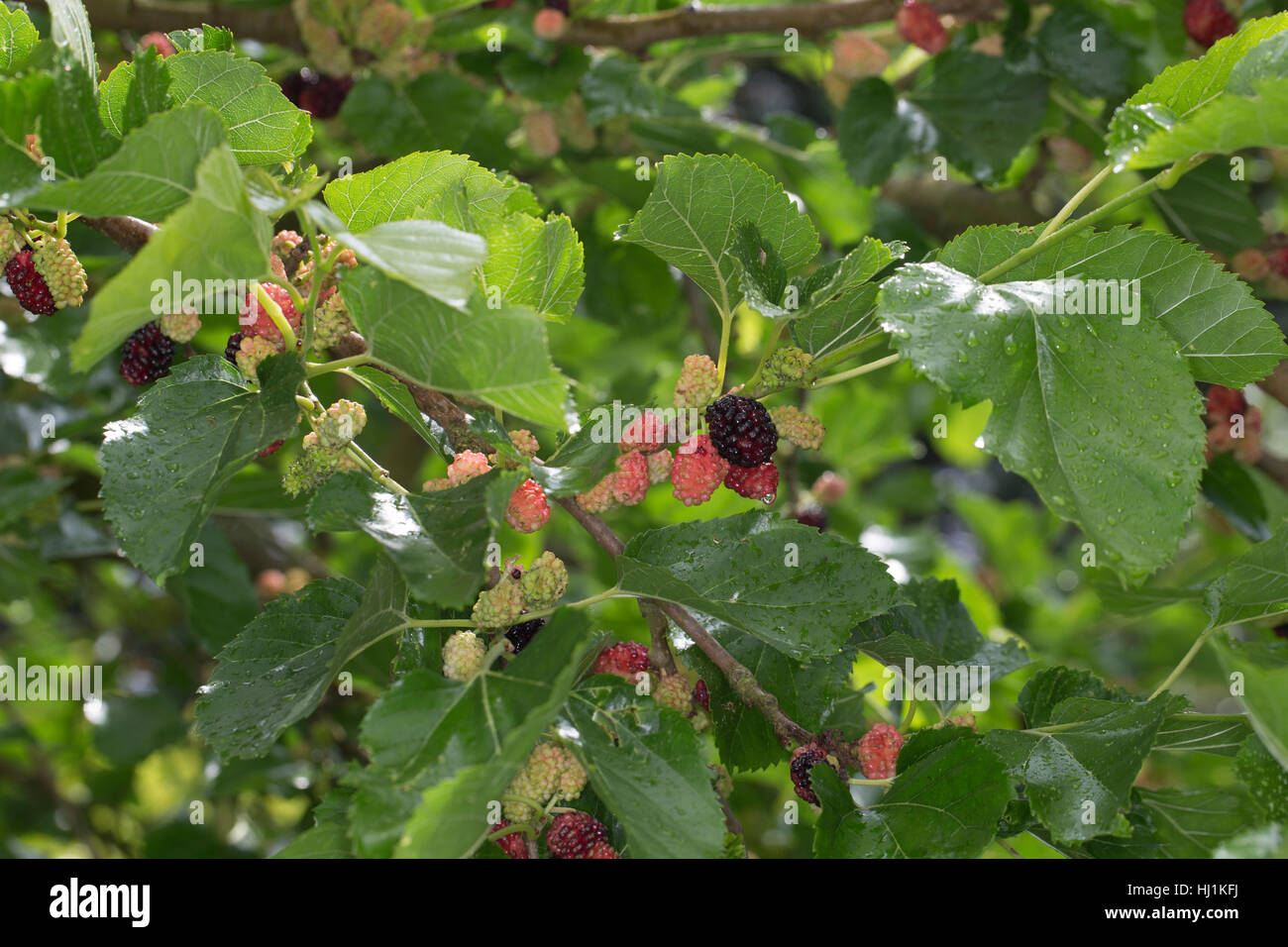 Murier noir Fotos und Bildmaterial in hoher Auflösung Alamy