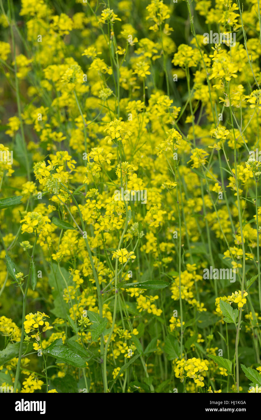 Schwarzer Senf, Senf-Kohl, Senfkohl, Brassica Nigra, schwarzer Senf Stockfoto