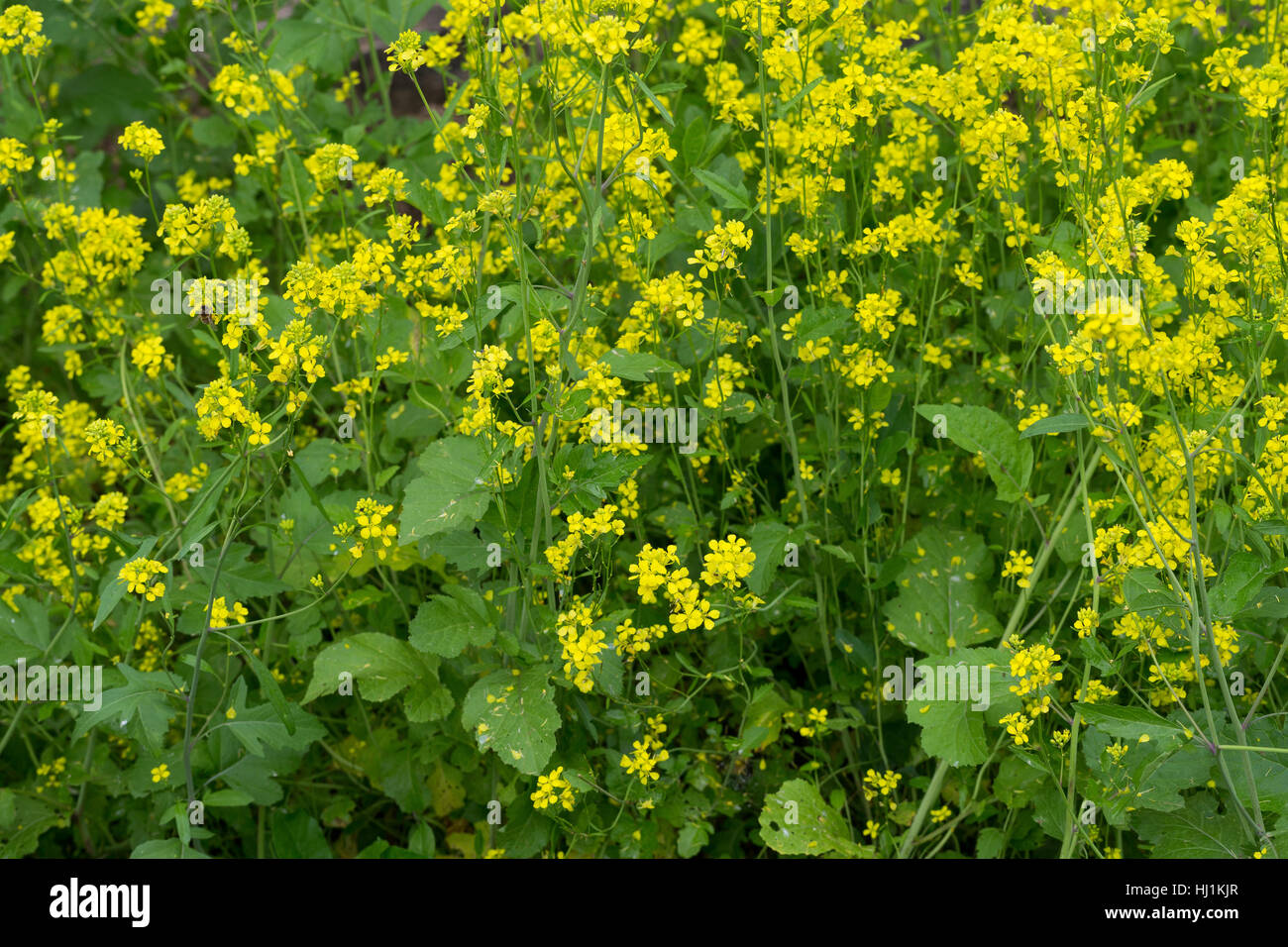 Schwarzer Senf, Senf-Kohl, Senfkohl, Brassica Nigra, schwarzer Senf Stockfoto