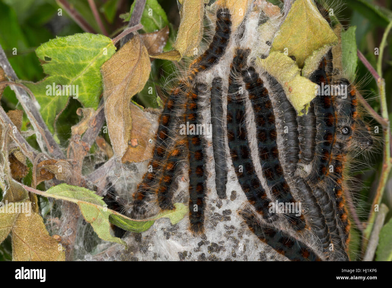 Wollafter, Frühlings-Wollafter, Raupe, Raupen und Raupengespinst, Eriogaster Lanestris, Bombyx Lanestris, kleine Eggar, Raupe, Raupen, Bombyx Stockfoto
