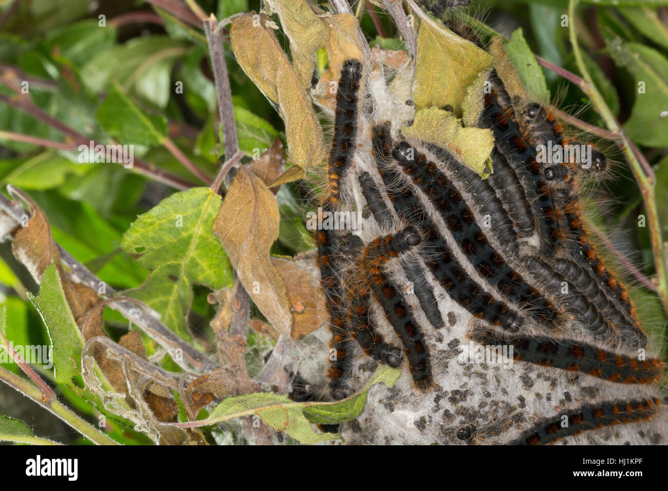 Wollafter, Frühlings-Wollafter, Raupe, Raupen und Raupengespinst, Eriogaster Lanestris, Bombyx Lanestris, kleine Eggar, Raupe, Raupen, Bombyx Stockfoto
