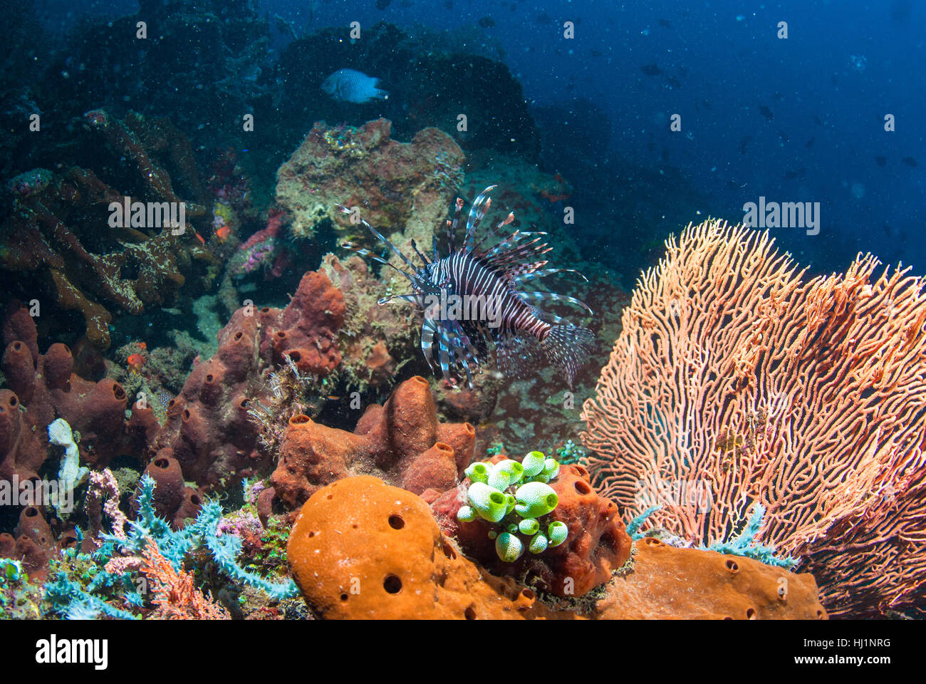 blau, Lebensstil, grüner, Asien, Wild, Löwe, Katze, Raubkatze, Raubkatze, Bali, Stockfoto