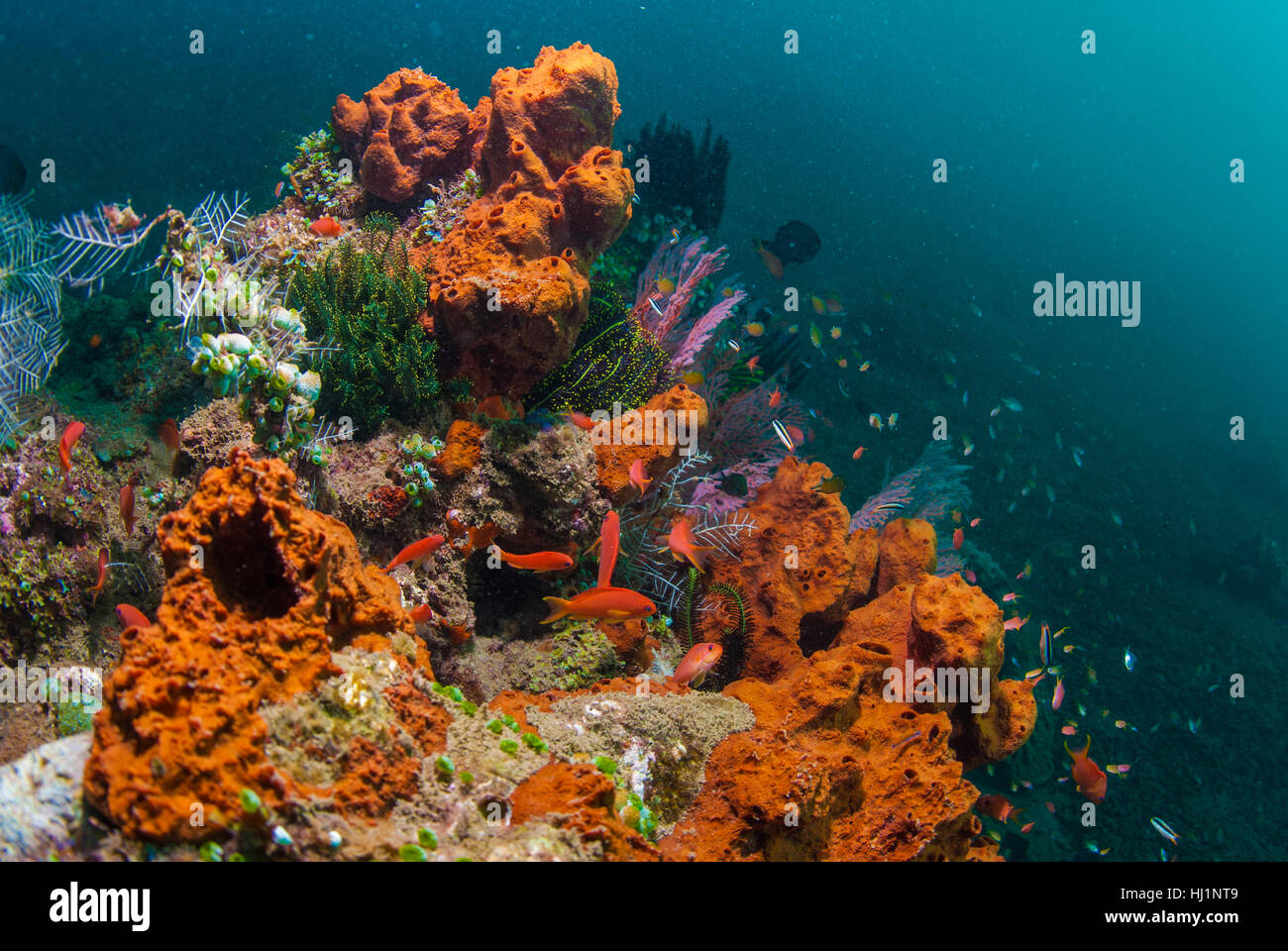 blau, Lebensstil, grüner, Asien, Wild, Bali, Indonesien, Aquarium, Tiefe, Tiefe, Stockfoto