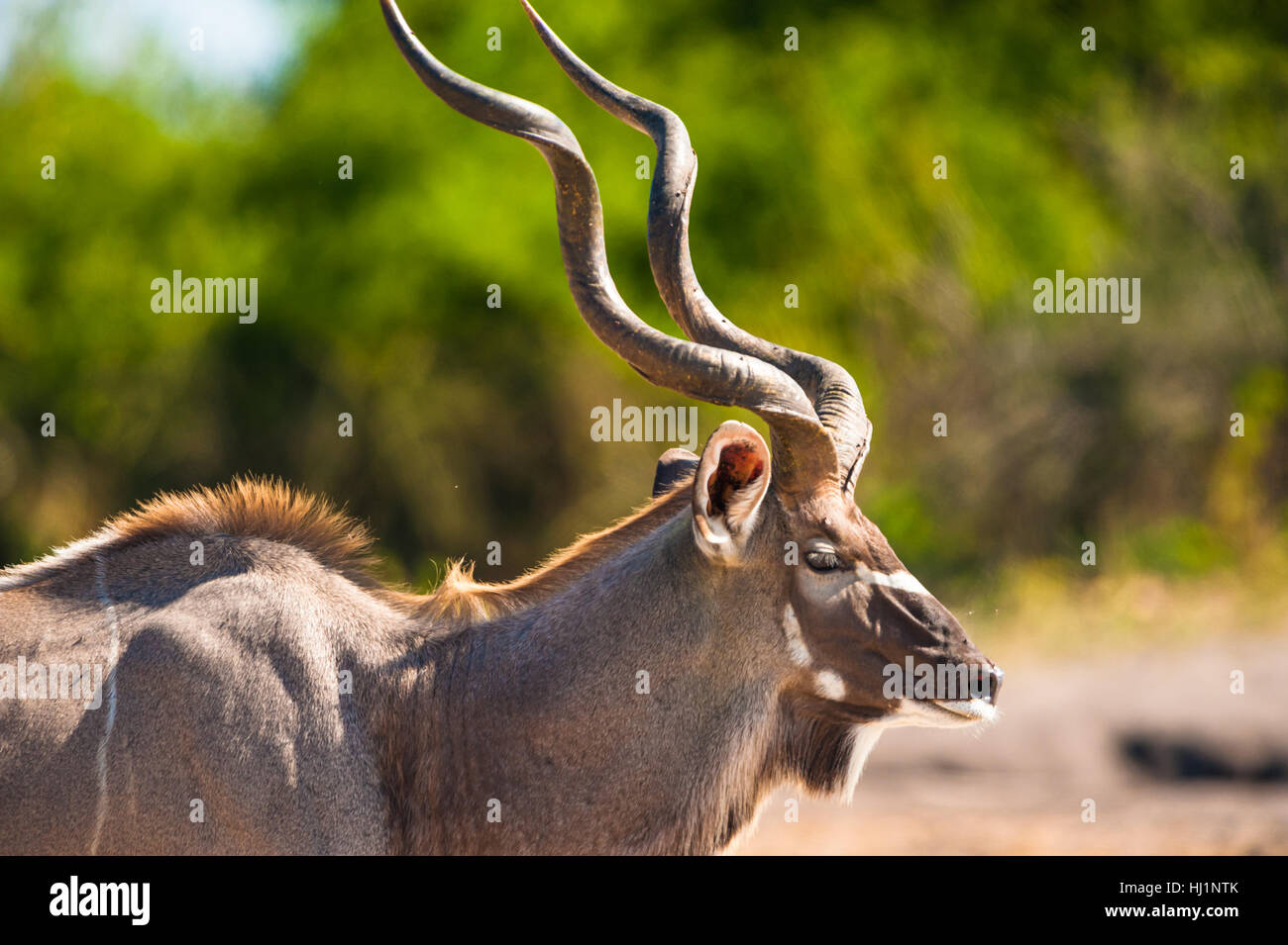 blau, Spiel, Turnier, spielen, spielen, spielt, spielte, Park, Tier, Wild, Stockfoto