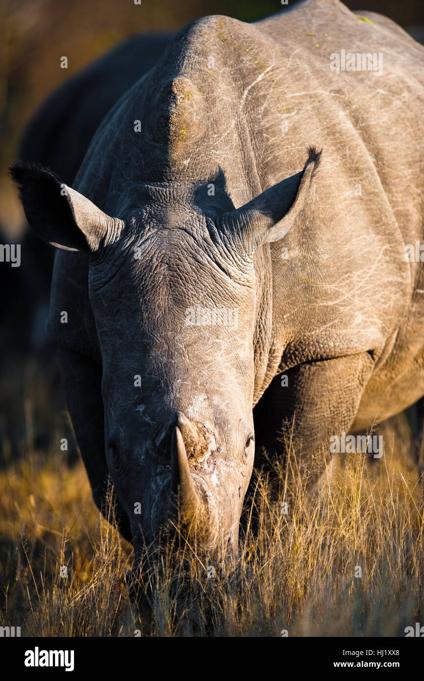 groß, große, riesige, extreme, mächtig, imposant, immens, relevant, Eco, Stockfoto