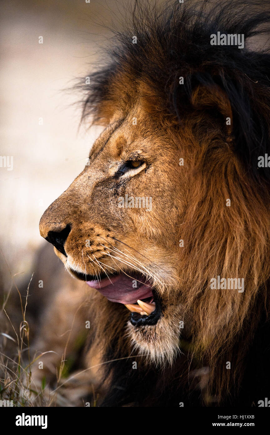 Schließen Sie, Gefahr, groß, große, riesige, extreme, mächtig, imposant, immens, Stockfoto