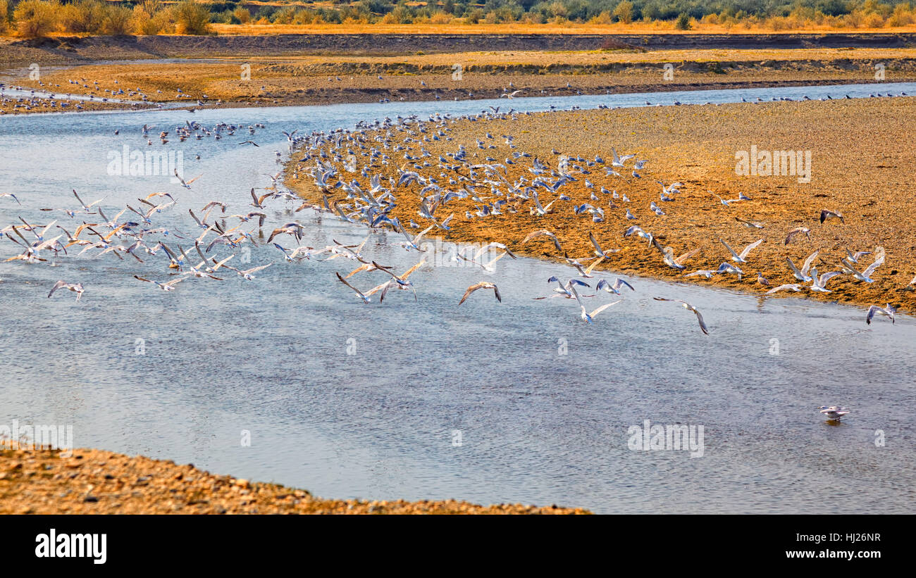 Fauna, Tiere, Vögel, Sommer, sommerlich, horizontal, Anblick, Ausblick, Outlook, Stockfoto