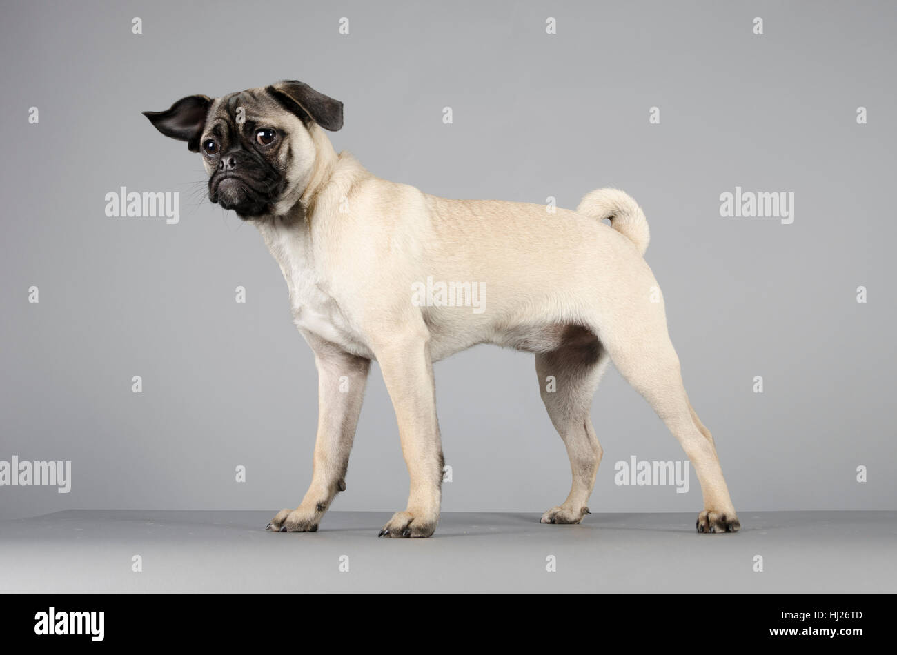 Krug - Jack Russell und Mops kreuzen - weiblich - 6 Monate alt Stockfoto