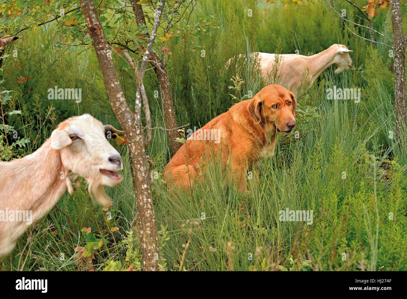 Braune Shepard Hund mit zwei Ziegen in hohen Gräsern Stockfoto