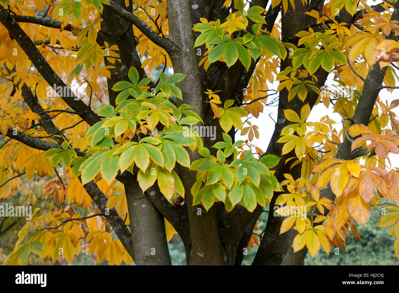 Aesculus Flava. Gelbe Rosskastanie Baum Blätter im Herbst Stockfoto