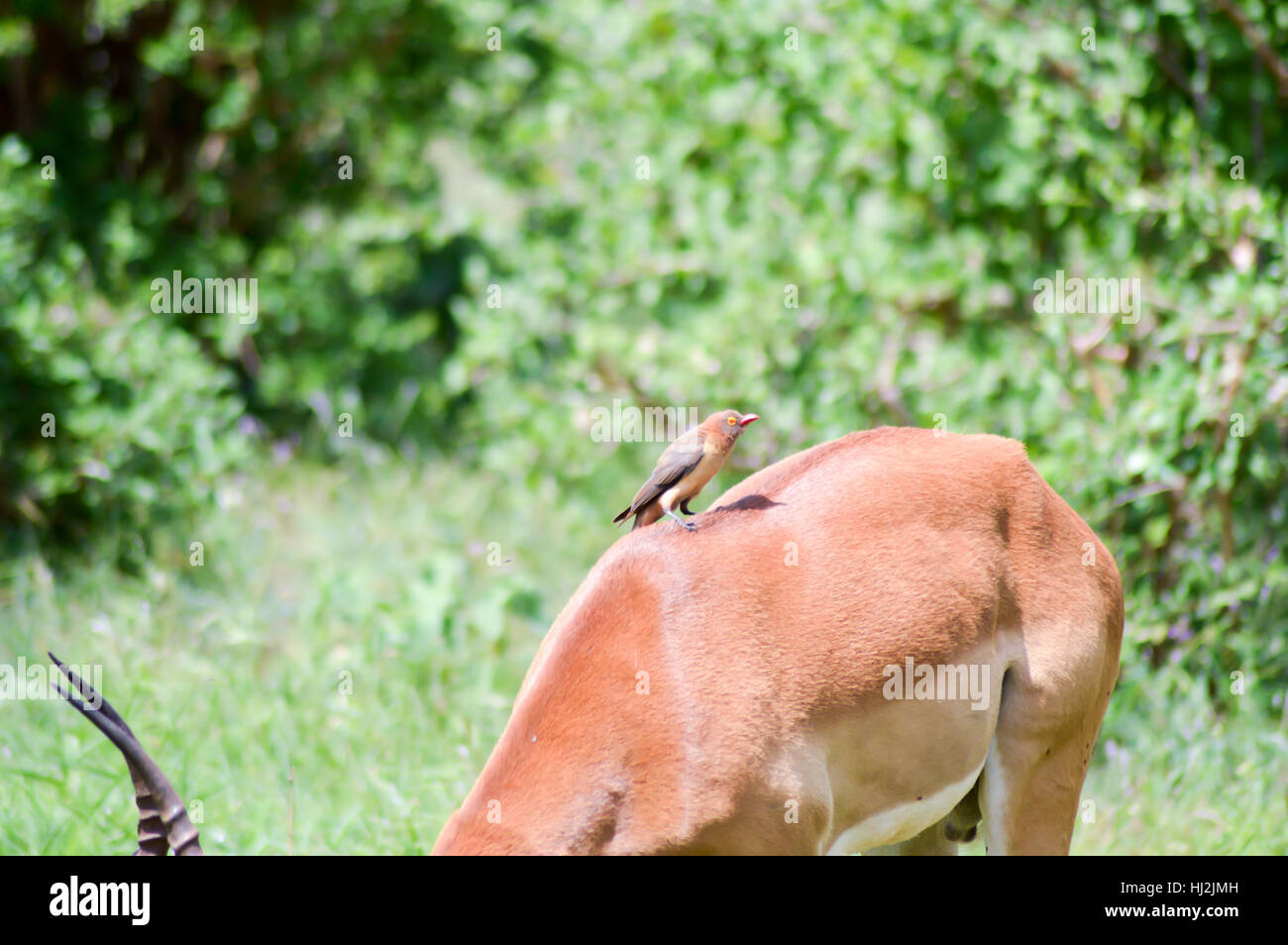 Vogel auf der Rückseite ein Impala im Osten Tsavo Park in Kenia Stockfoto