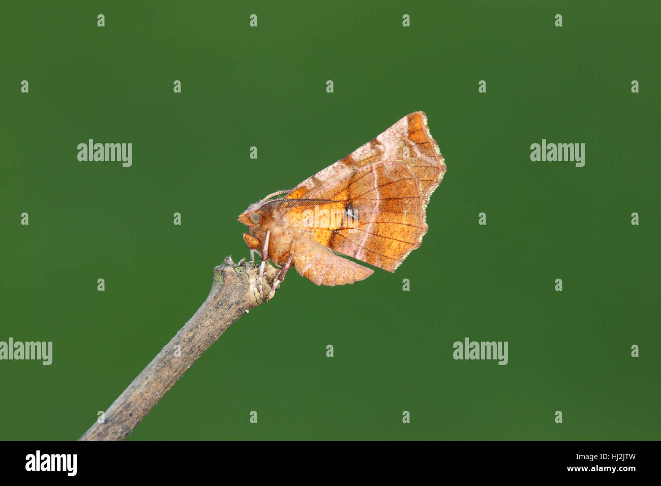 Frühe Thorn (Selenia Dentaria), eine lila, rosa und orange Motte, die ein totes Blatt ähnelt, und fliegt im Herbst Stockfoto