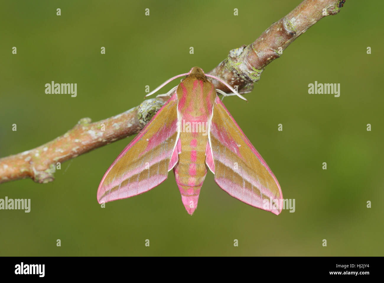 Elephant Hawk-Moth (Deilephila Elpenor), thront eine große, spektakuläre Motte in rosa und grüne auf einem Stick vor einem grünen Hintergrund Stockfoto