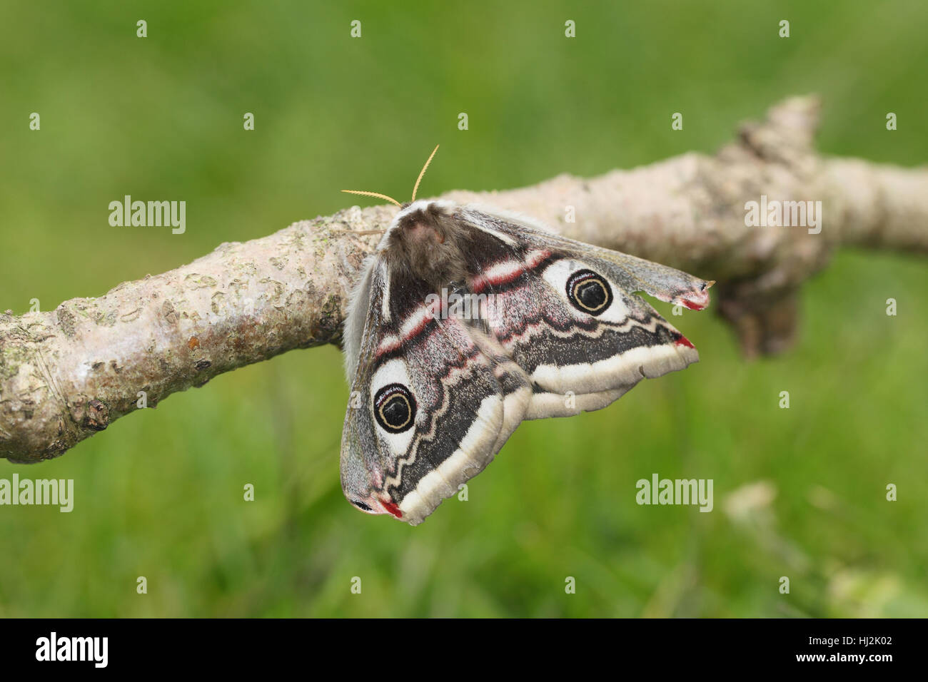 Frau Kaiser-Motte (Saturnia Pavonia), thront eine große graue Motte mit Auge Flecken auf einem stick Stockfoto