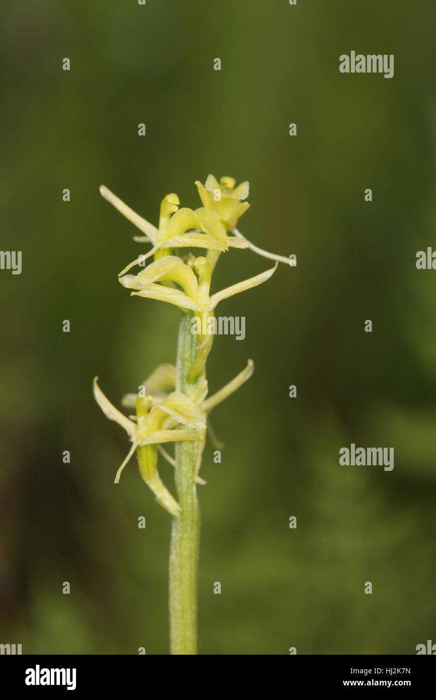 Moor-Orchidee (Liparis Loeselii), eine seltene Pflanze wächst in einem gesättigten Fenland in den Norfolk Broads Stockfoto