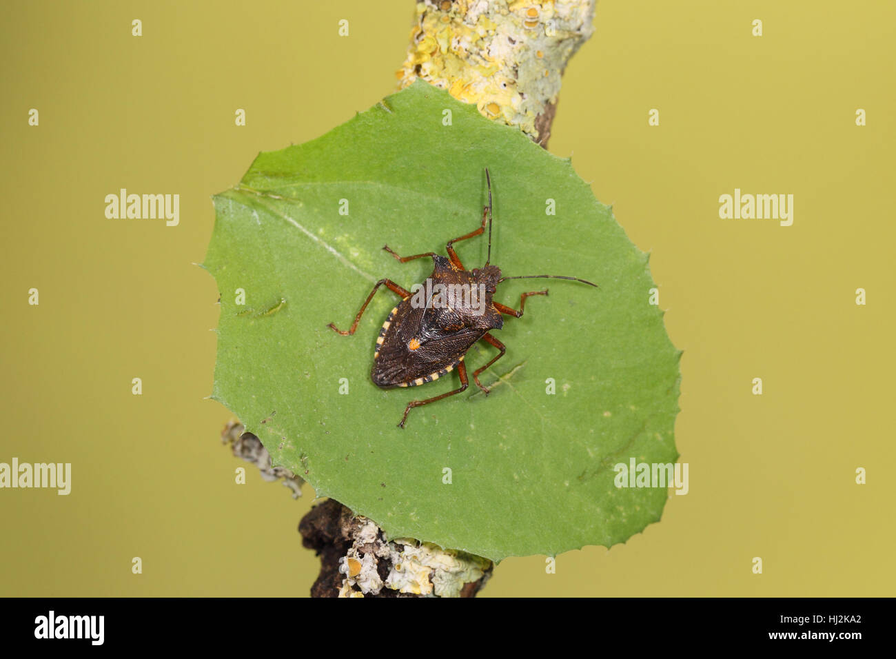 Wald oder rotbeinige Shieldbug (Pentatoma Art), eine gemeinsame Insekt saß auf einem Blatt vor einem grünen Hintergrund Stockfoto