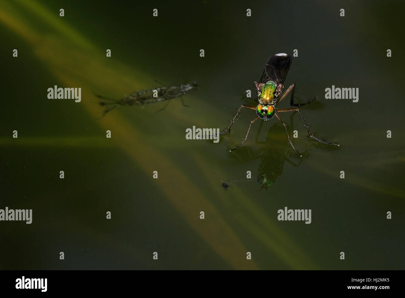 Makro, Nahaufnahme, Makro-Aufnahme, Nahaufnahme Blick, grün, Männlich, männliche, Stockfoto