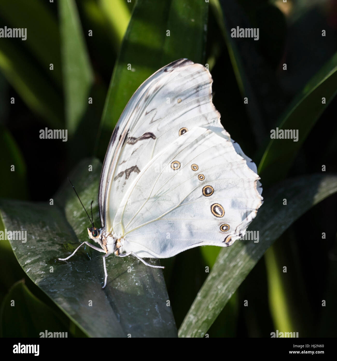 Weiße Morpho Schmetterling ruht Stockfoto