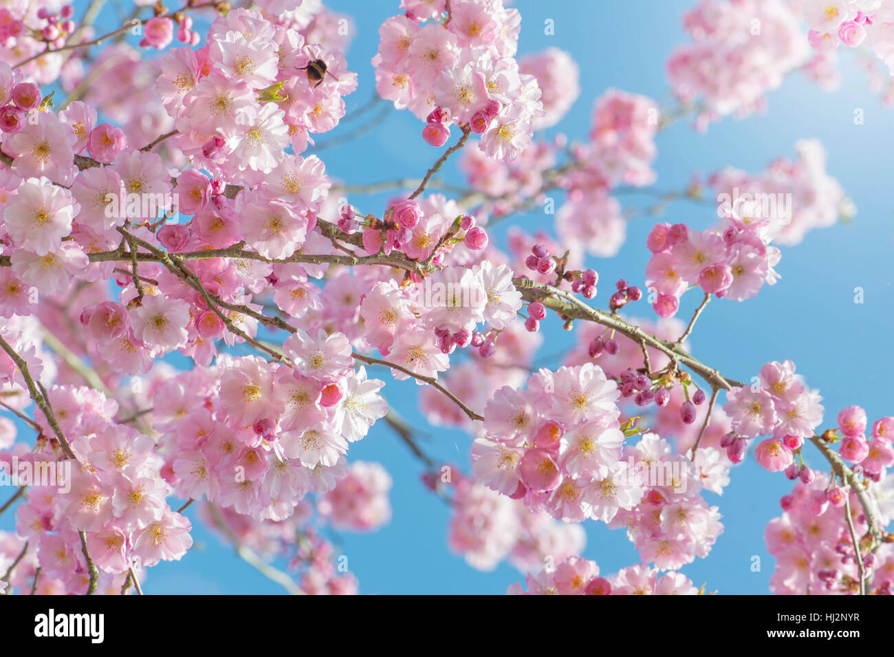 Die zarten rosa Frühlingsblumen Magnolia Baum/Strauch, Aufnahme vor