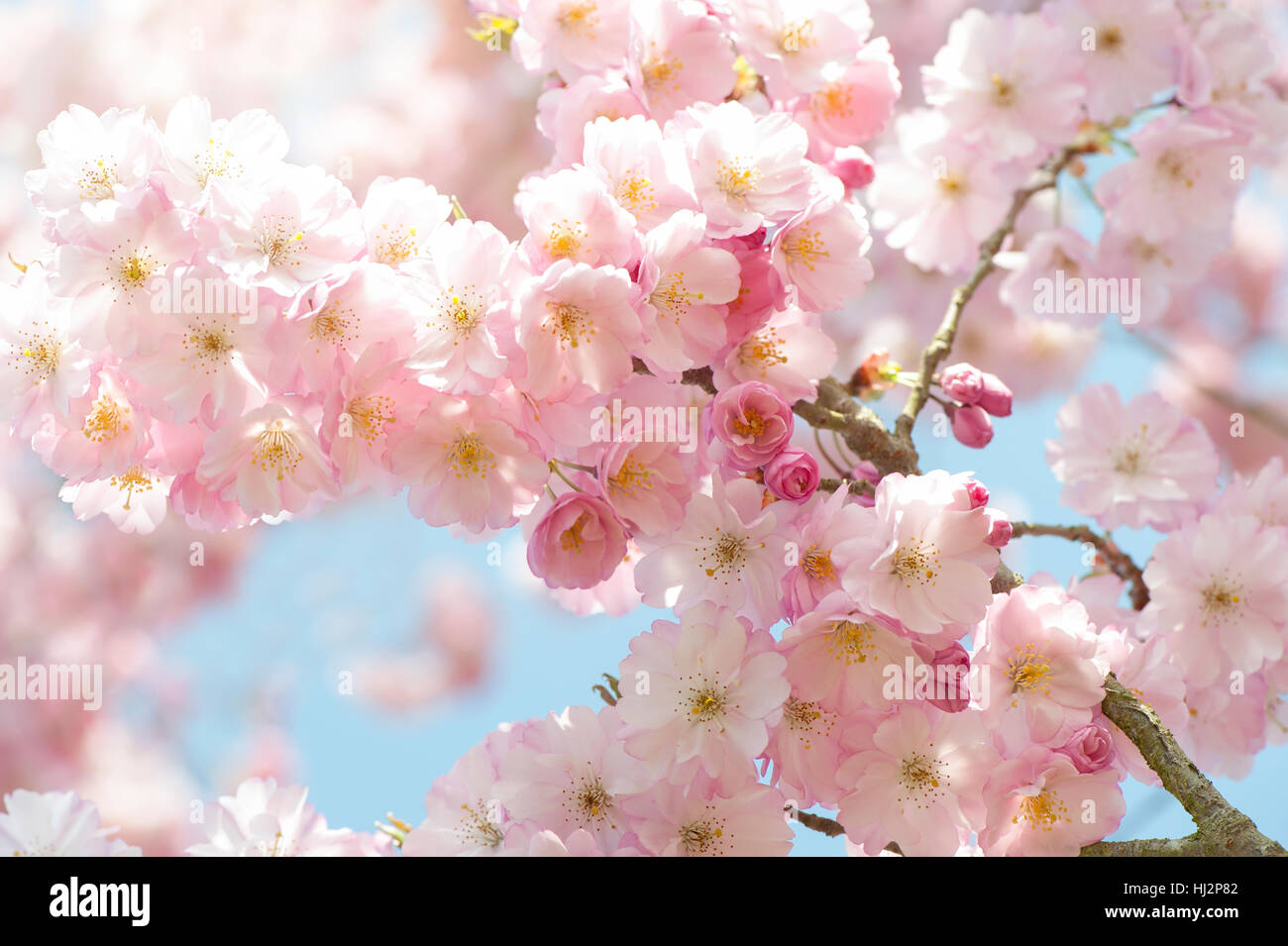 Die zarten rosa Frühlingsblumen Magnolia Baum/Strauch, Aufnahme vor blauem Himmel mit weichen