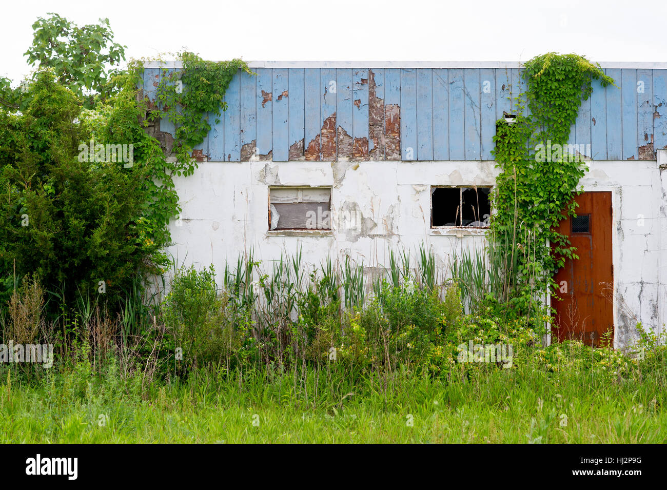 Ein verlassenes Gebäude mit einer rostigen Tür und grüne Reben, die auf ihm wachsen. Stockfoto