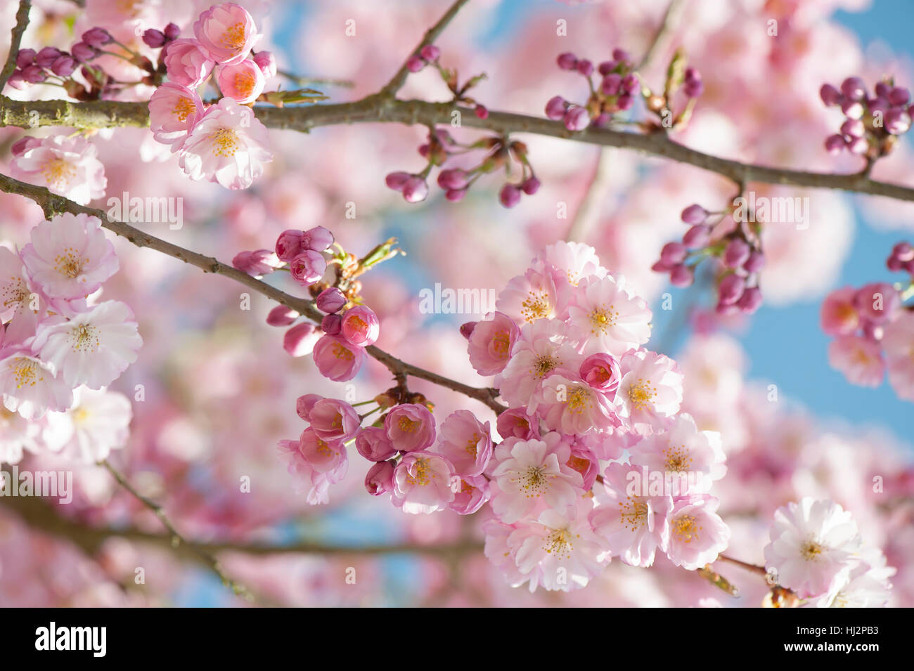 Die zarten rosa Frühlingsblumen Magnolia Baum/Strauch, Aufnahme vor blauem Himmel mit weichen Hintergrund. Stockfoto