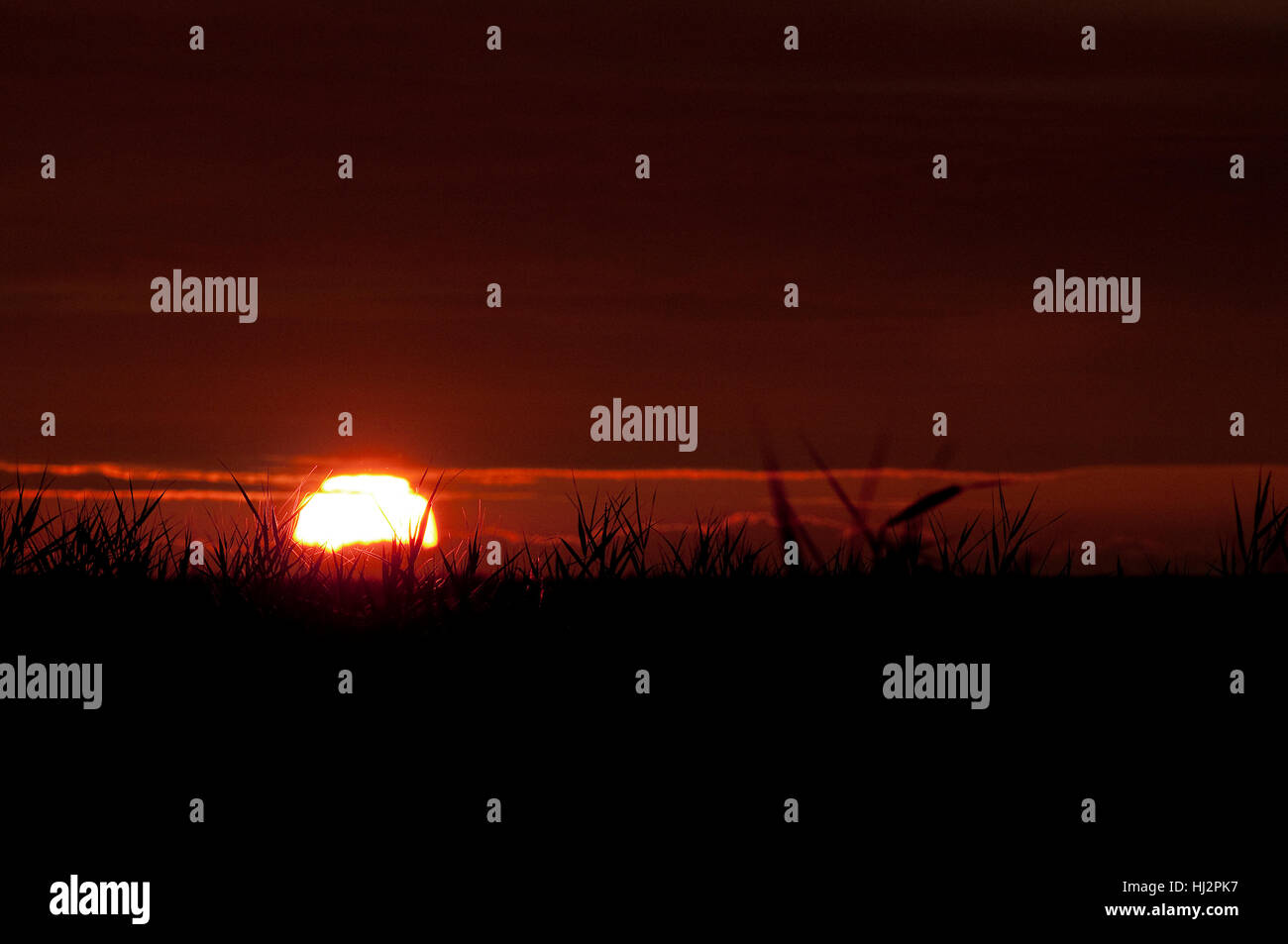 Die große Sonne geht über die große Sumpf Gräser im südlichem New Jersey. Stockfoto