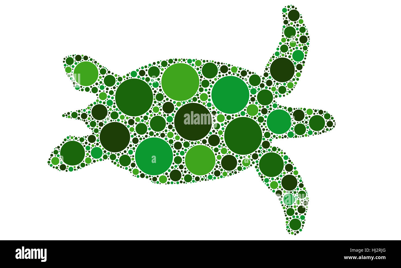 Gepunktete Suppenschildkröte isoliert Stockfoto