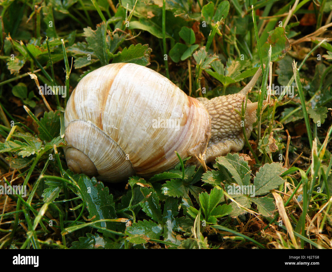 Eine Schnecke zu Fuß langsam auf grüne Blätter und Gräser Stockfoto