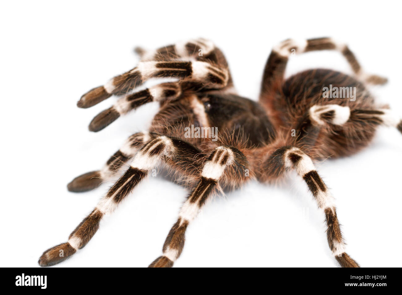 Makro, Nahaufnahme, Makro-Aufnahme, Nahaufnahme Blick, Insekt, Spinne, Vogelspinne, Stockfoto