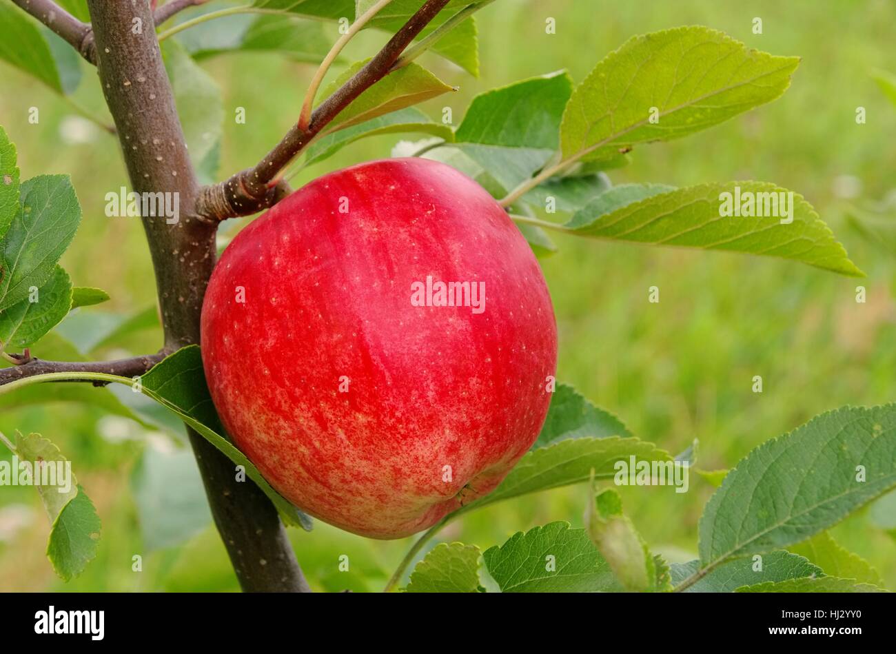 Apfel auf dem Baum - Apfel am Baum 146 Stockfoto