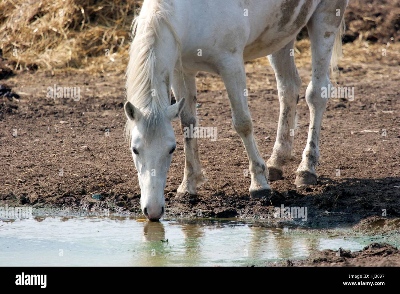 Weißes Pferd Trinkwasser aus dem Boden Stockfoto