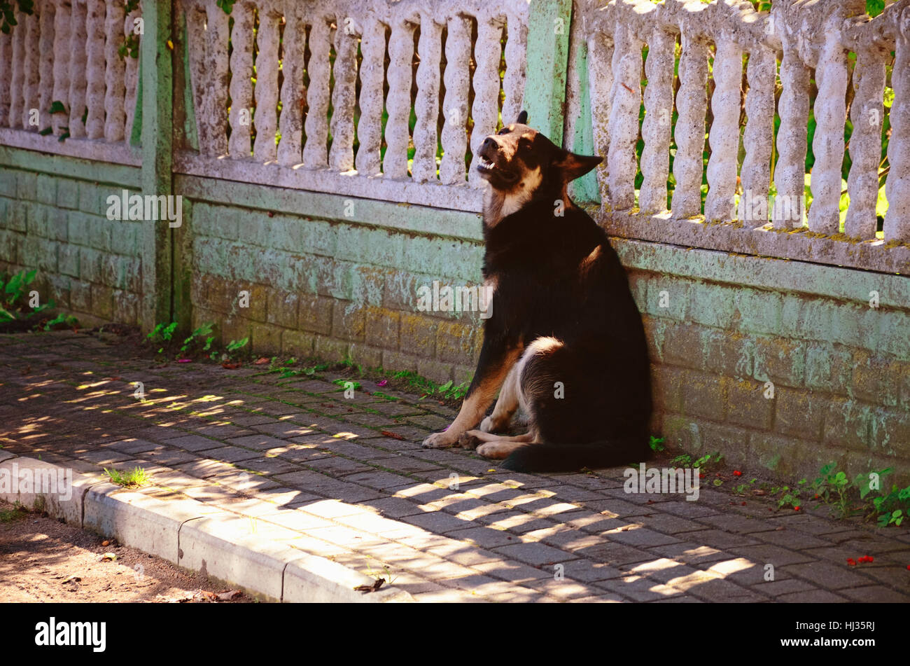 Schwarz grinsend Non-Pedigree Hund sitzt auf einer Dorf-Straße in der Nähe von einem Zaun an einem sonnigen Sommertag Stockfoto