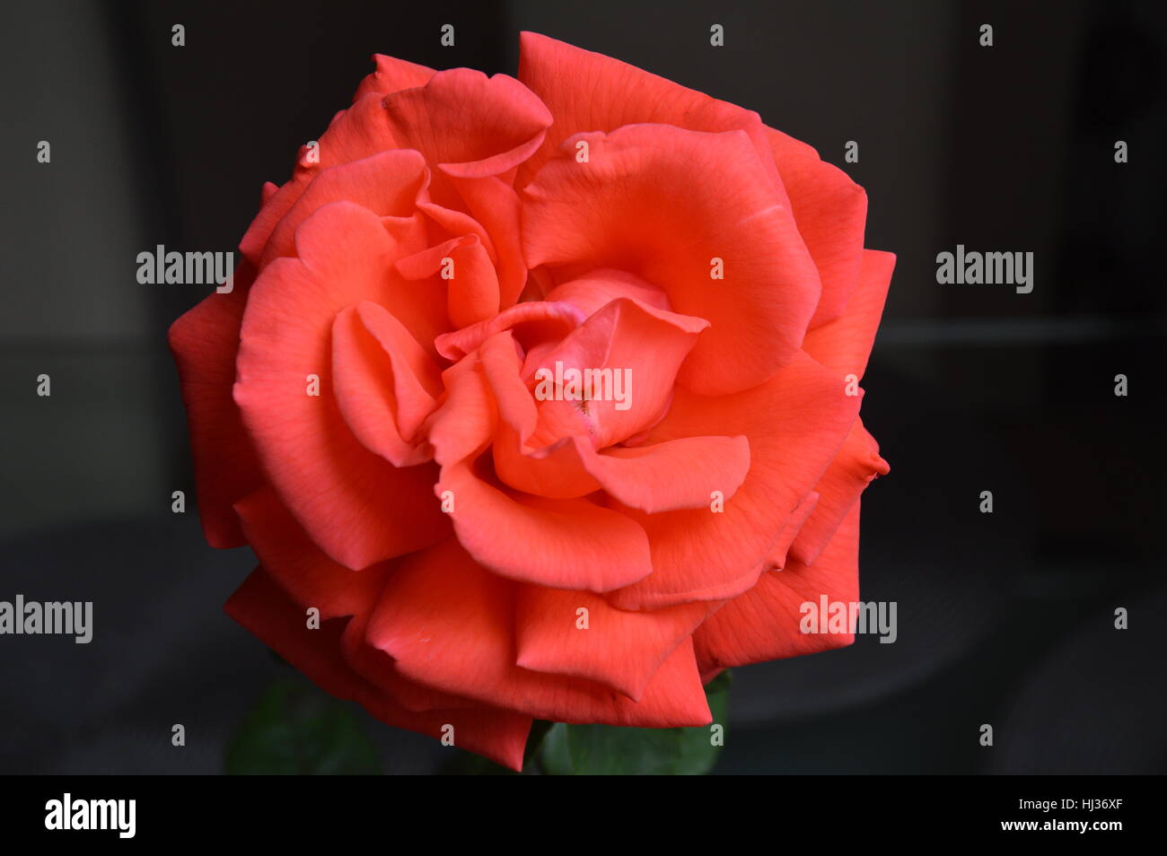 Orange Rose Blumen im Garten Stockfoto