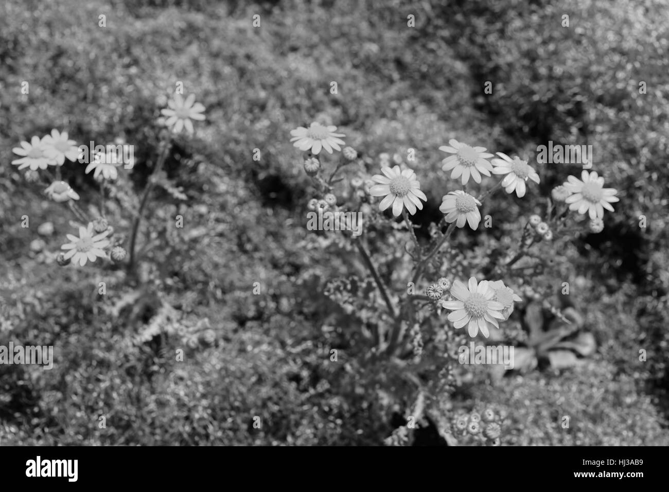 gelbe Wiesenblumen im goldenen Gras, beachten Sie die geringe Schärfentiefe Stockfoto