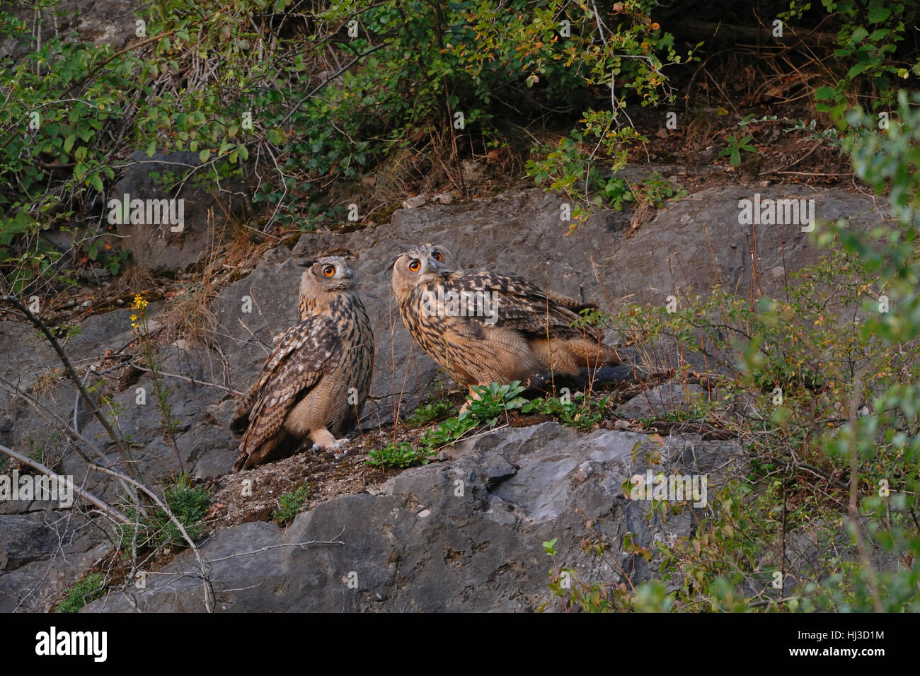 Eurasische Uhu (Bubo Bubo), zwei zusammen, sitzen neben einander in einem Steinbruch, Tiere beobachten, lustig, Europa. Stockfoto