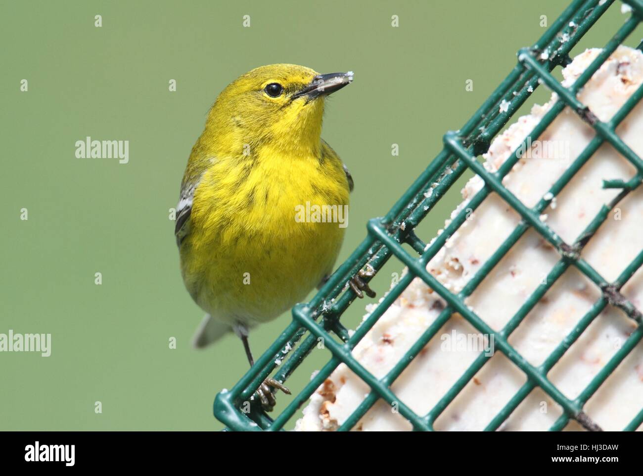 Tier, Vogel, grün, Fauna, Wild, Vögel, Wildtiere, bunt, Flügel, Federn Stockfoto