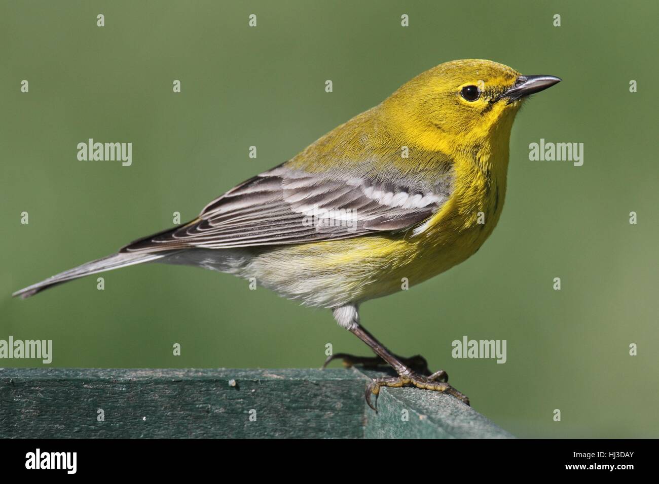 Tier, Vogel, grün, Fauna, Wild, Vögel, Wildtiere, bunt, Flügel, Federn Stockfoto