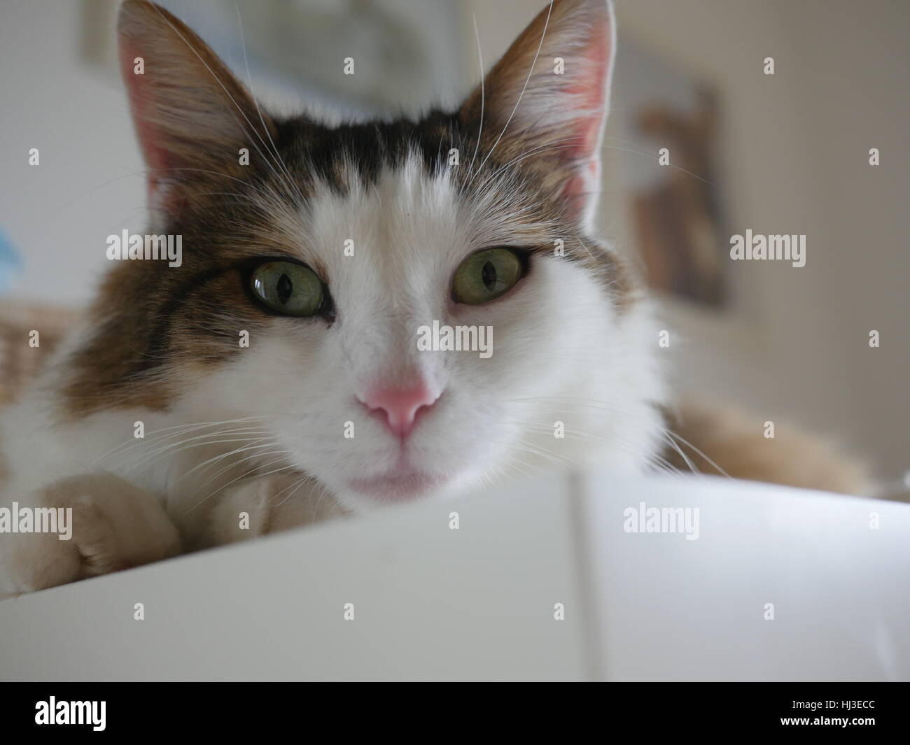 Flauschige Katze auf Tisch indoor Stockfoto