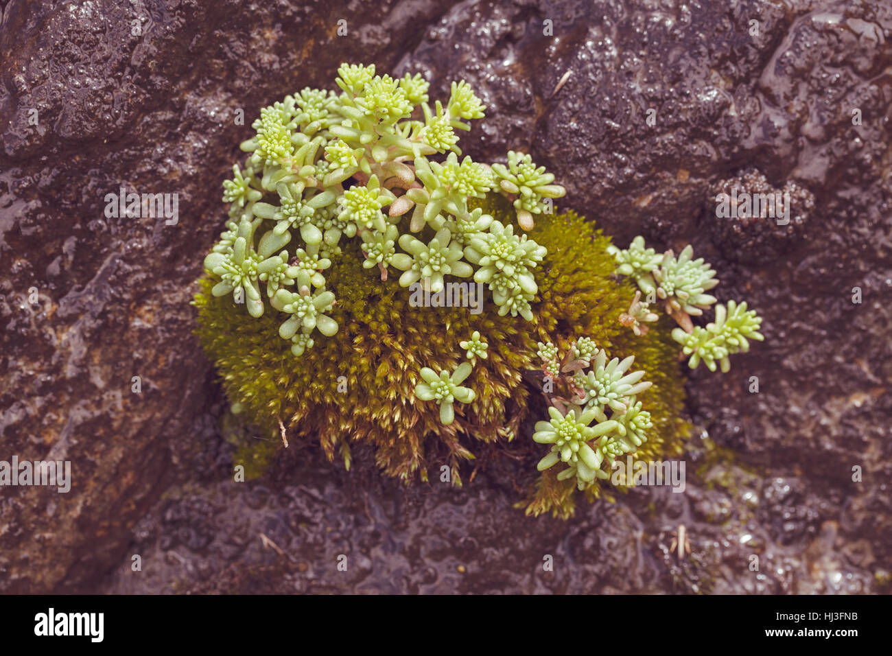 junge grüne Mauerpfeffer auf dem nassen Stein in der Natur, geringe Schärfentiefe Hinweis Stockfoto