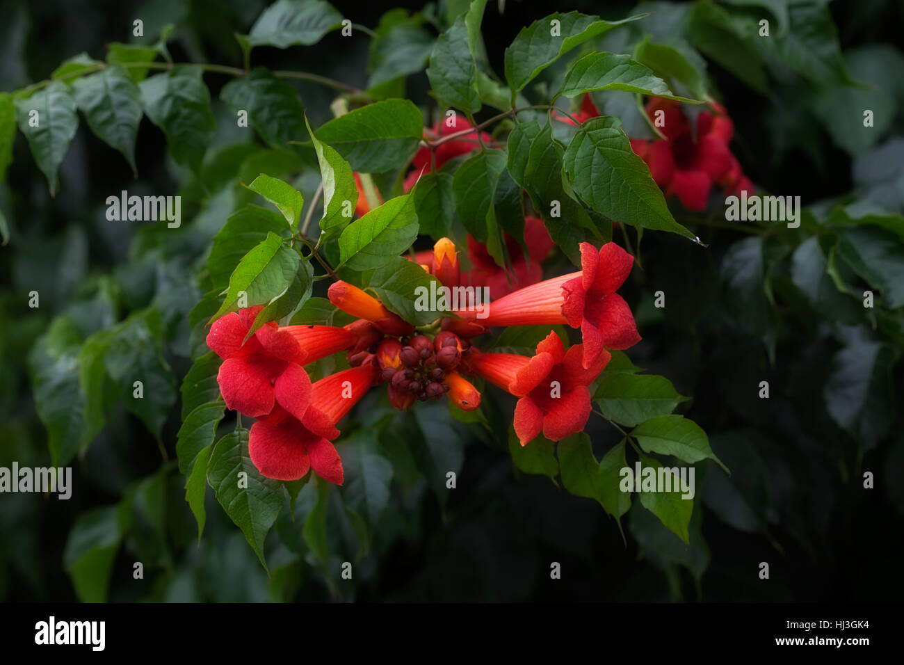 rot Campsis Tagliabuana Blumen in der Natur, geringe Schärfentiefe Hinweis Stockfoto