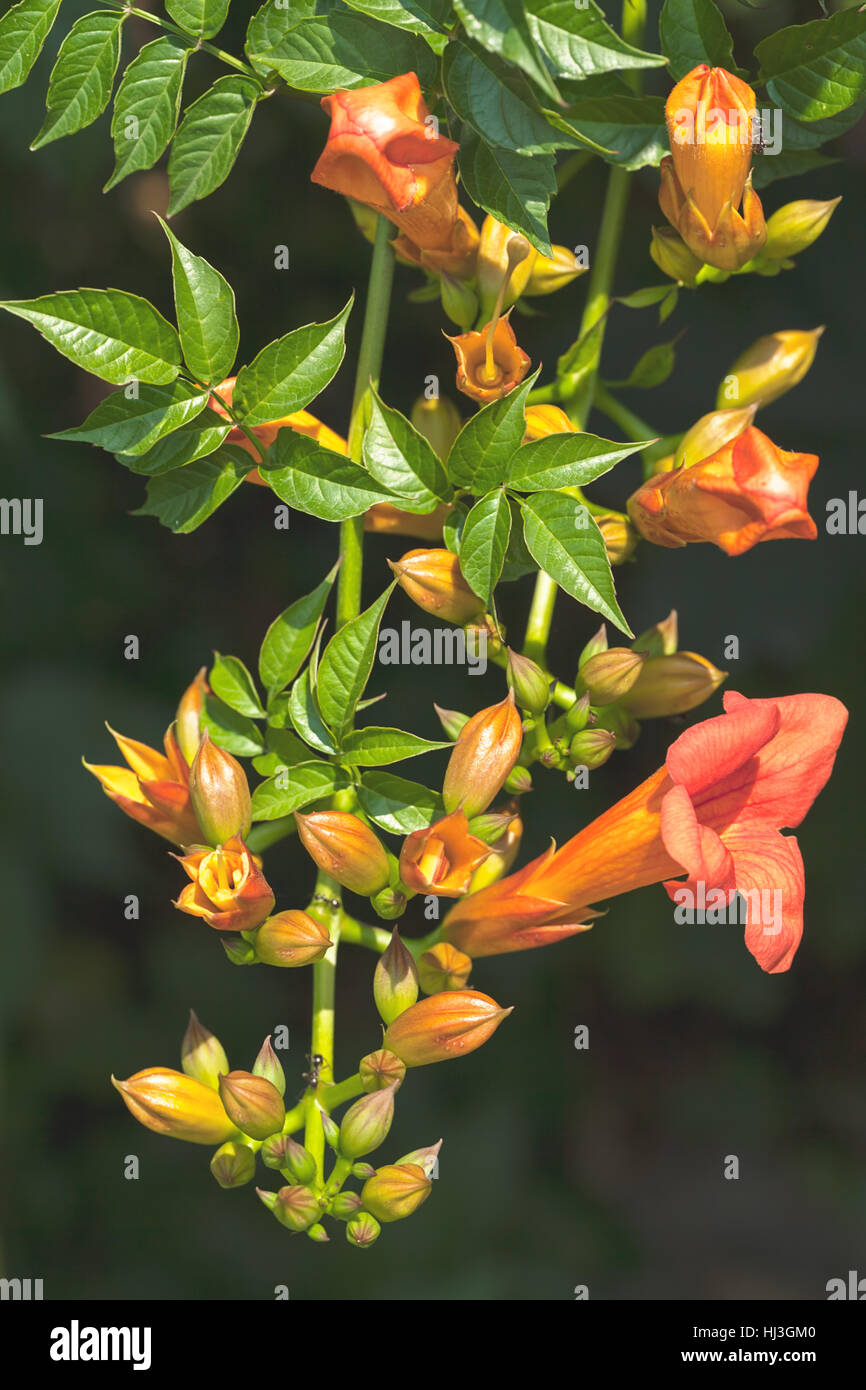 rot Campsis Tagliabuana Blumen mit Knospen in der Natur, geringe Schärfentiefe Hinweis Stockfoto