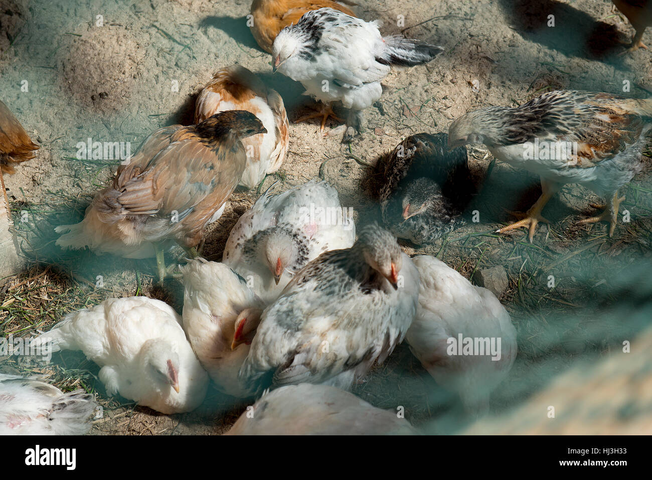 ein weißes Huhn Küken hinter das Gitter Stockfoto