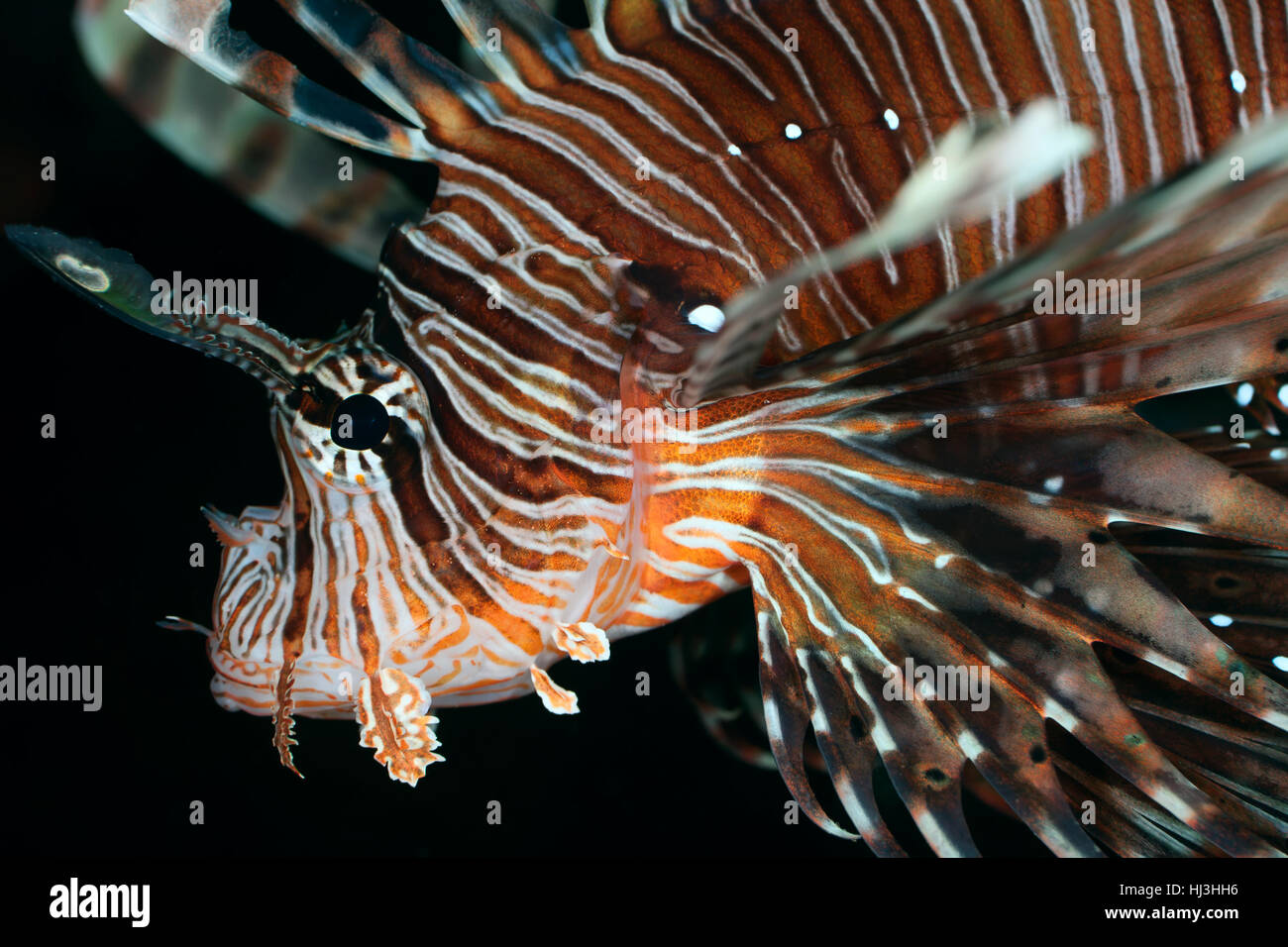 Close-up Portrait von den Erwachsenen gemeinsame Rotfeuerfisch (Pterois Vilotans) direkt in die Kamera schauen Stockfoto