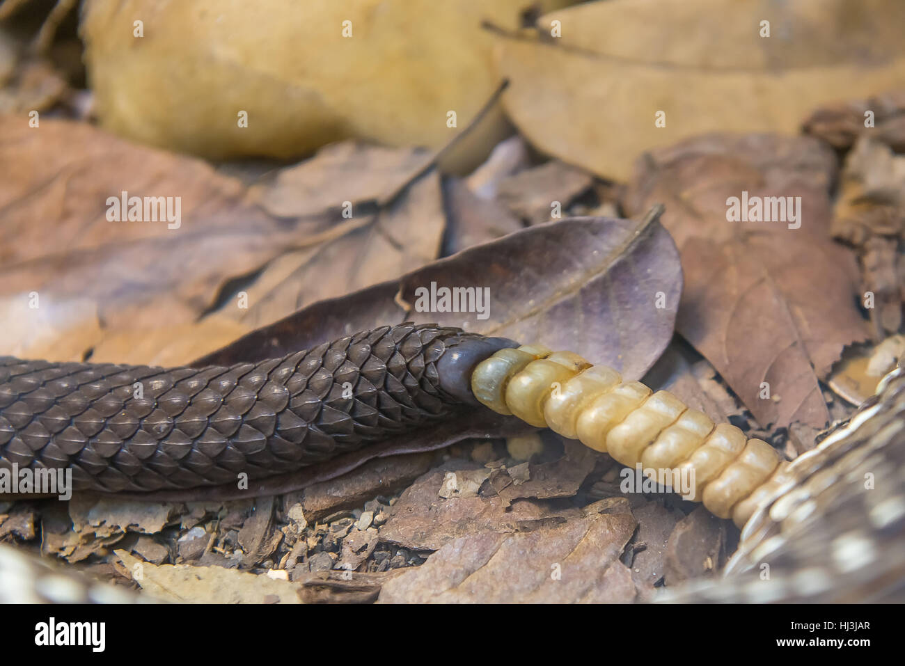 Nahaufnahme eines brasilianischen Klapperschlange Schweif Rassel Details (Crotalus Viridis Helleri Durissus) Stockfoto