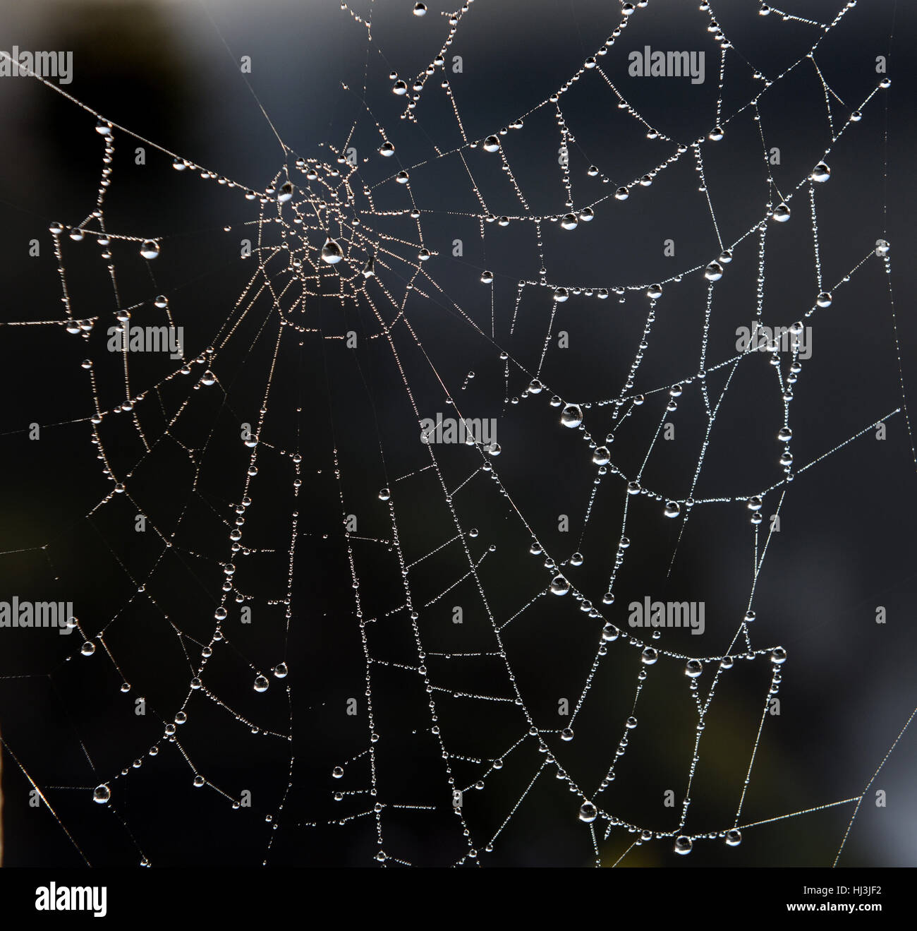 Wassertropfen auf Spider web Stockfoto